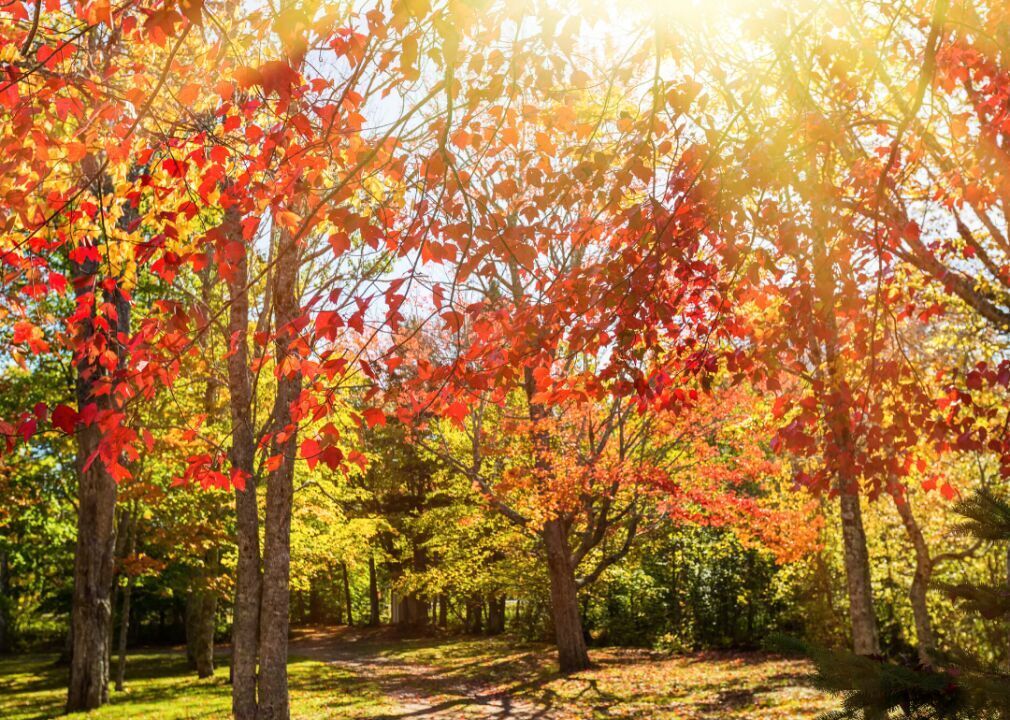 Answer: Tree #16